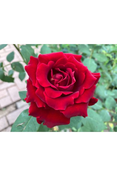 Розкритий бутон троянди ‘Omaje à Barbara’